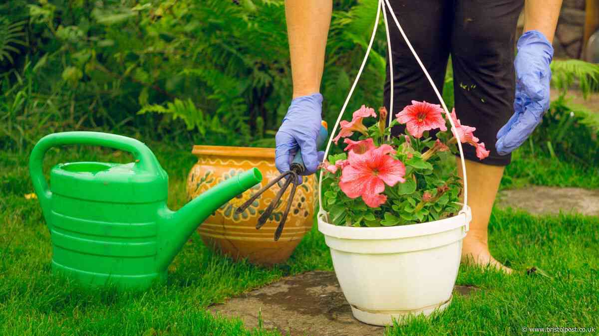 Gardener urges women to never throw out old tights