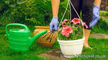 Gardener urges women to never throw out old tights