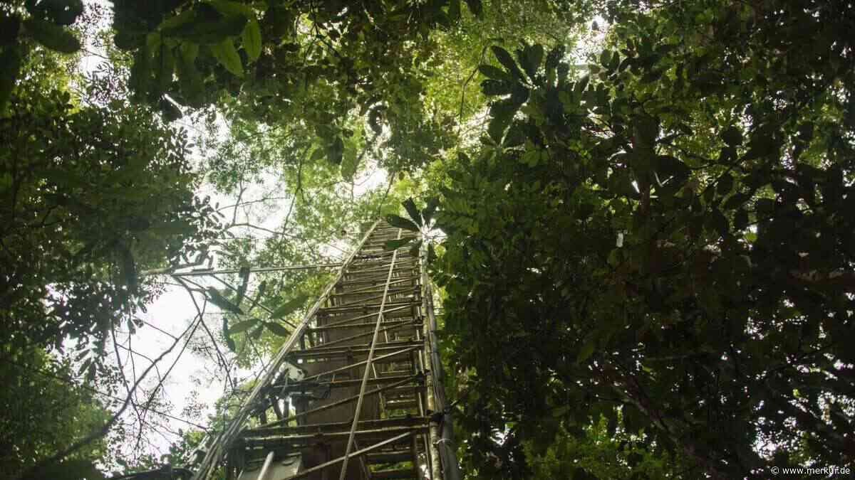 Amazonas schaltete bei El Niño in den Notbetrieb – Forscher finden chemische Spur