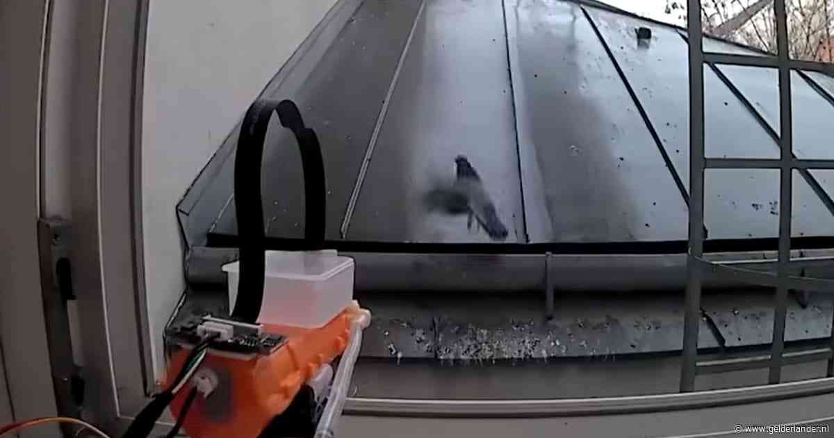 Man pakt duivenpoep aan met zelfgebouwd AI-waterkanon dat vogels automatisch wegspuit