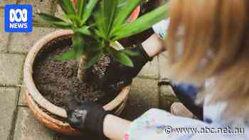 Need a mood boost? Here's why gardening might be worth a try