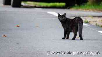 Department for Transport issues update over calls for new law for drivers who hit cats