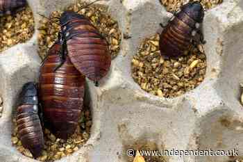 Australian police seize 100,000 live cockroaches in largest-ever bust