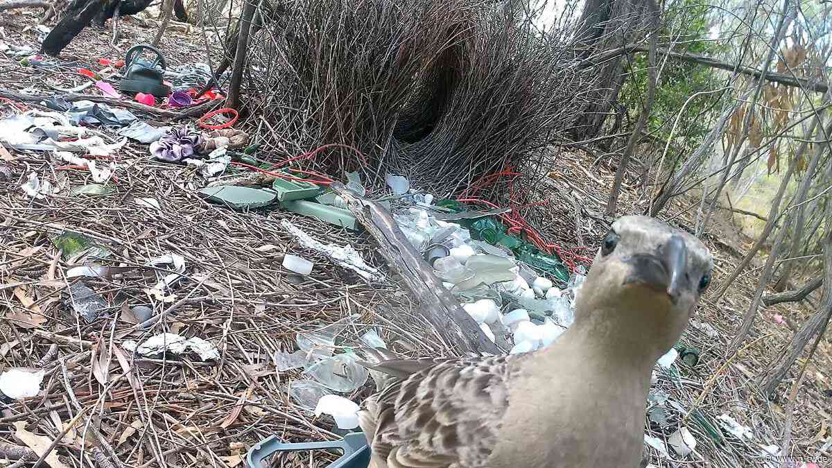 Mehr als 300 Gegenstände: Laubenvögel balzen mit menschlichem Müll