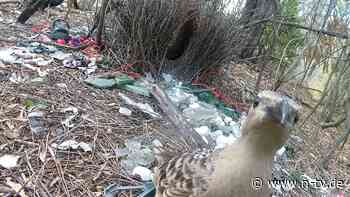 Mehr als 300 Gegenstände: Laubenvögel balzen mit menschlichem Müll
