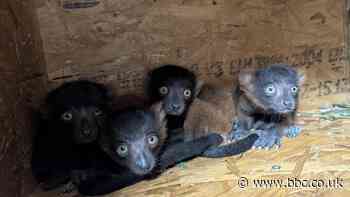 Four baby lemurs have been born at Shaldon Zoo