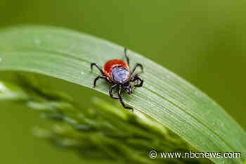 Rare type of Lyme disease found for the first time in New York
