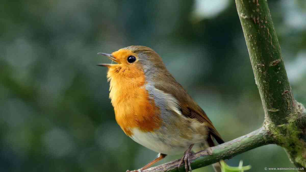 RSPB ban summer bird feeding as gardeners urged to do daily key task