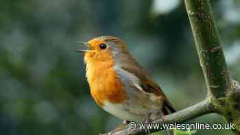 RSPB ban summer bird feeding as gardeners urged to do daily key task