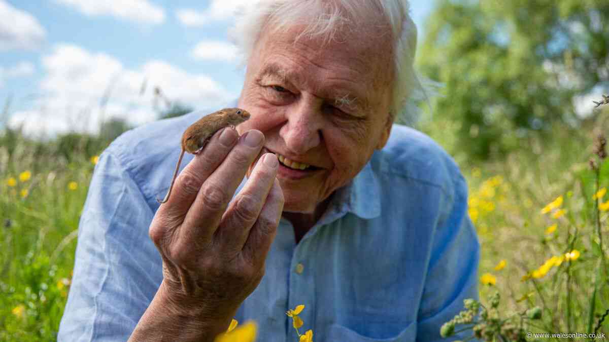 David Attenborough urges gardeners to make one change to help hedgehogs in summer