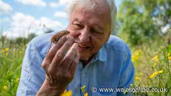 David Attenborough urges gardeners to make one change to help hedgehogs in summer