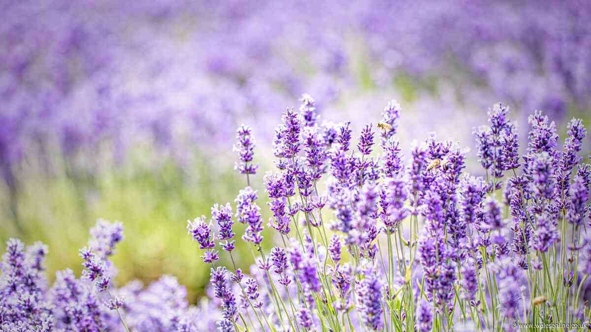 Monty Don's expert advice to stop lavender plants getting leggy this summer