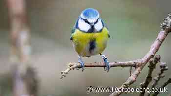 Bird lovers urged to do one thing daily in gardens after RSPB feeding ban