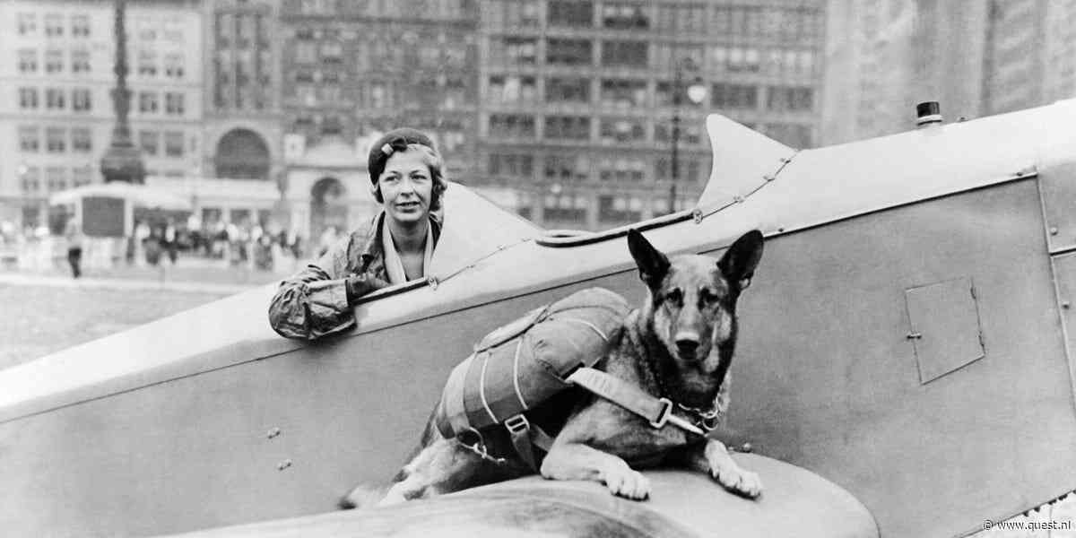 In beeld: deze dappere parachutehonden hielpen hun militaire baasjes zelfs tijdens D-Day