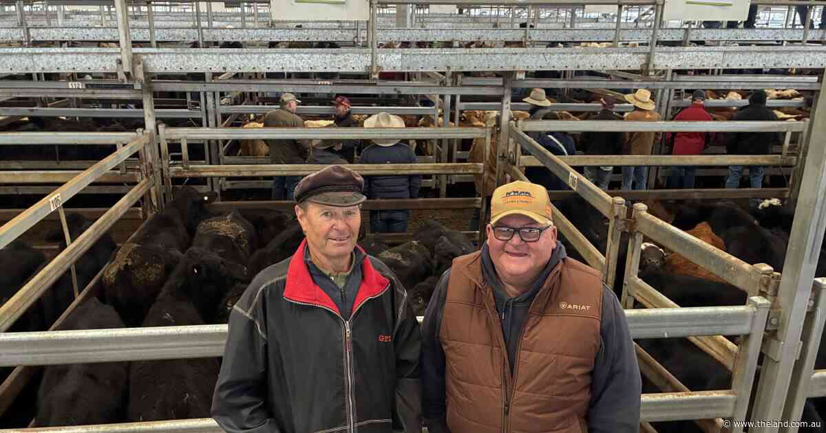Nearly $7/kg: steers find 'another level' in massive Tamworth yarding