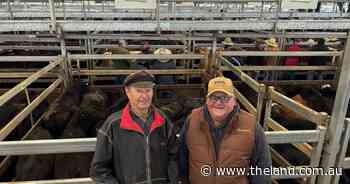 Nearly $7/kg: steers find 'another level' in massive Tamworth yarding