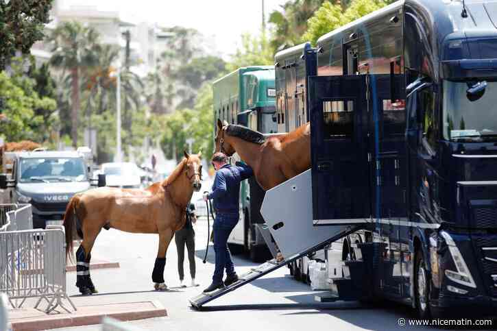 « Voir évoluer les meilleurs cavaliers du monde et participer au bon déroulement du concours, ça compte beaucoup pour moi » : rencontre avec Anthony Dagon, passionné bénévole au Jumping Longines de Cannes