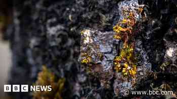 Rare moss only found in Cairngorms rescued from fallen tree