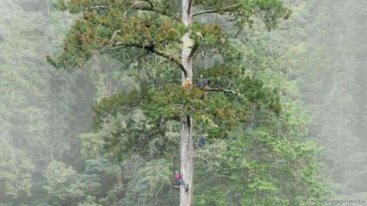 84 Meter: Höchster bekannter Baum Ostasiens steht in Taiwan