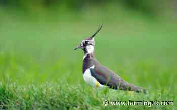 Over 1,200 farmers take part in 2026 Big Farmland Bird Count