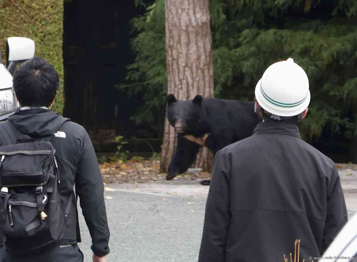 Bär in Japan gelingt nach Angriff spektakuläre Flucht