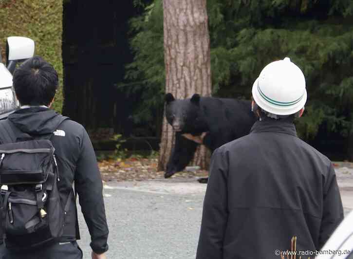 Bär in Japan gelingt nach Angriff spektakuläre Flucht