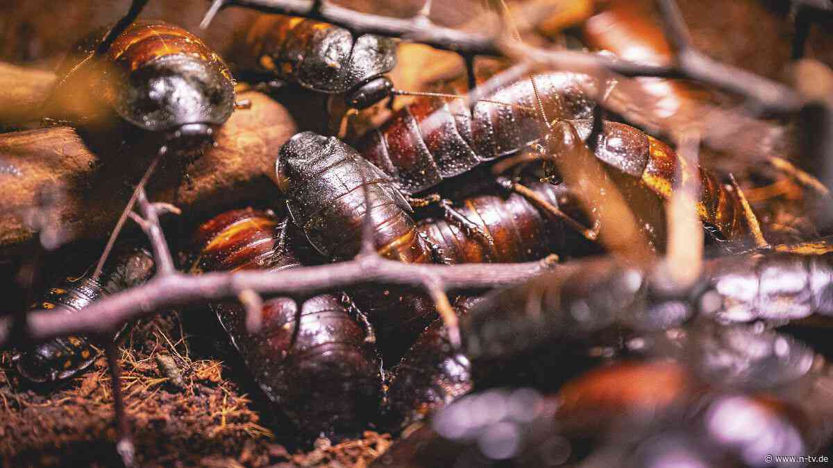 Risiko für Biosicherheit: Australische Behörden beschlagnahmen Tausende Kakerlaken