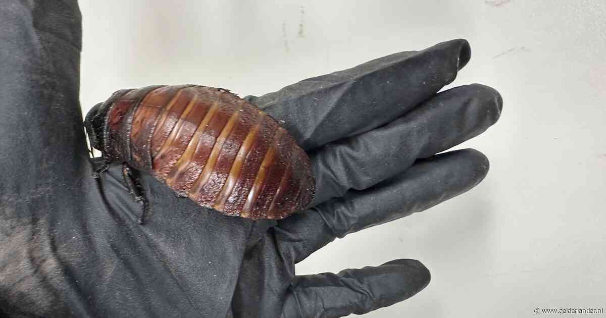 Australische autoriteiten doen opmerkelijke ‘vangst’: 100.000 gigantische sissende kakkerlakken in beslag genomen
