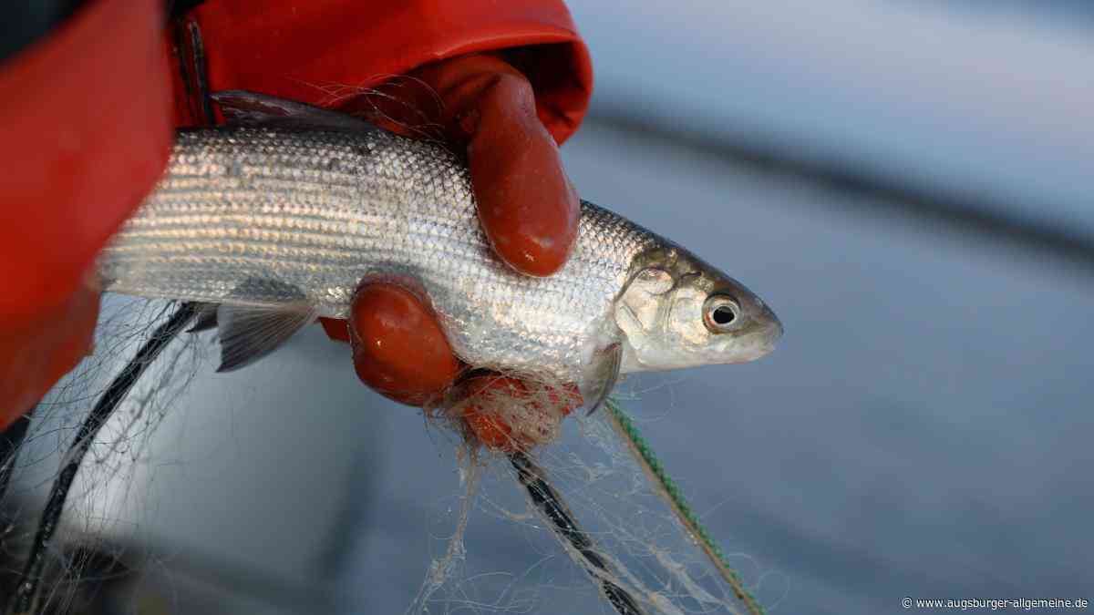 Betrunkener will Fisch mit Händen fangen und löst Großeinsatz am Schurrsee aus