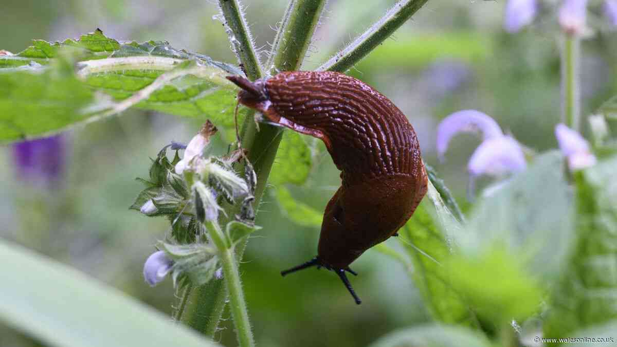 Protect fruit and veg from slugs by placing one item in garden, says RHS
