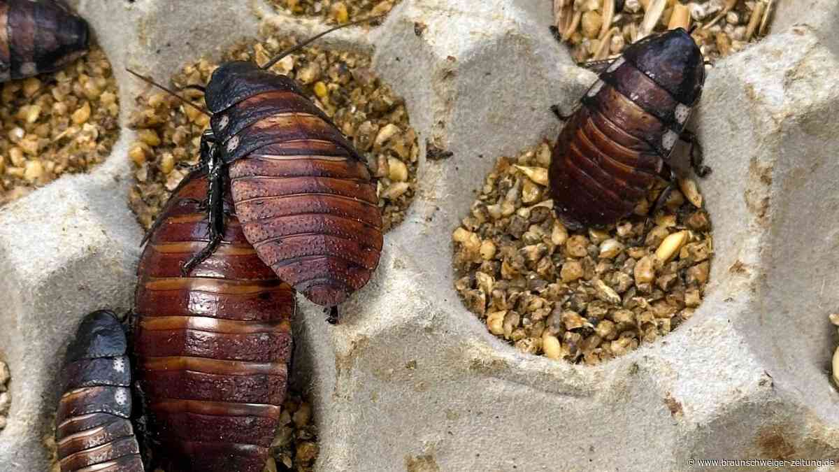 100.000 illegale Kakerlaken beschlagnahmt – „schockierende Entdeckung“