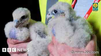 Peregrine falcon chicks named after Still Game's Isa and Winston