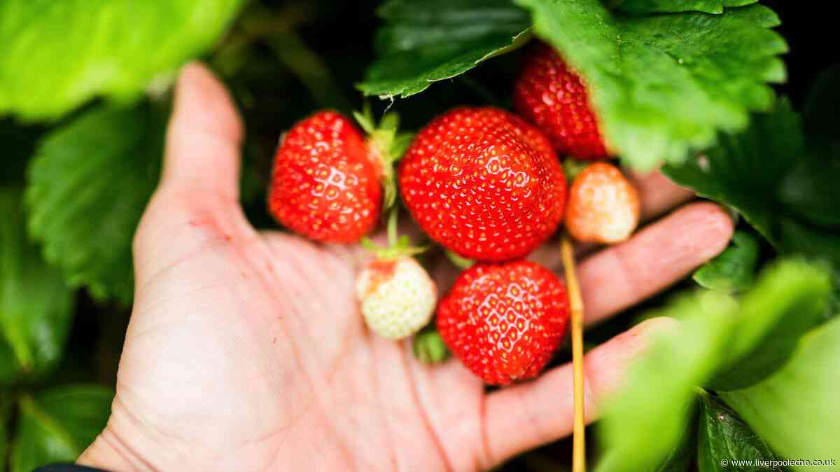 RHS says slugs won't eat your fruit and vegetables if you put one thing in garden