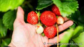 RHS says slugs won't eat your fruit and vegetables if you put one thing in garden