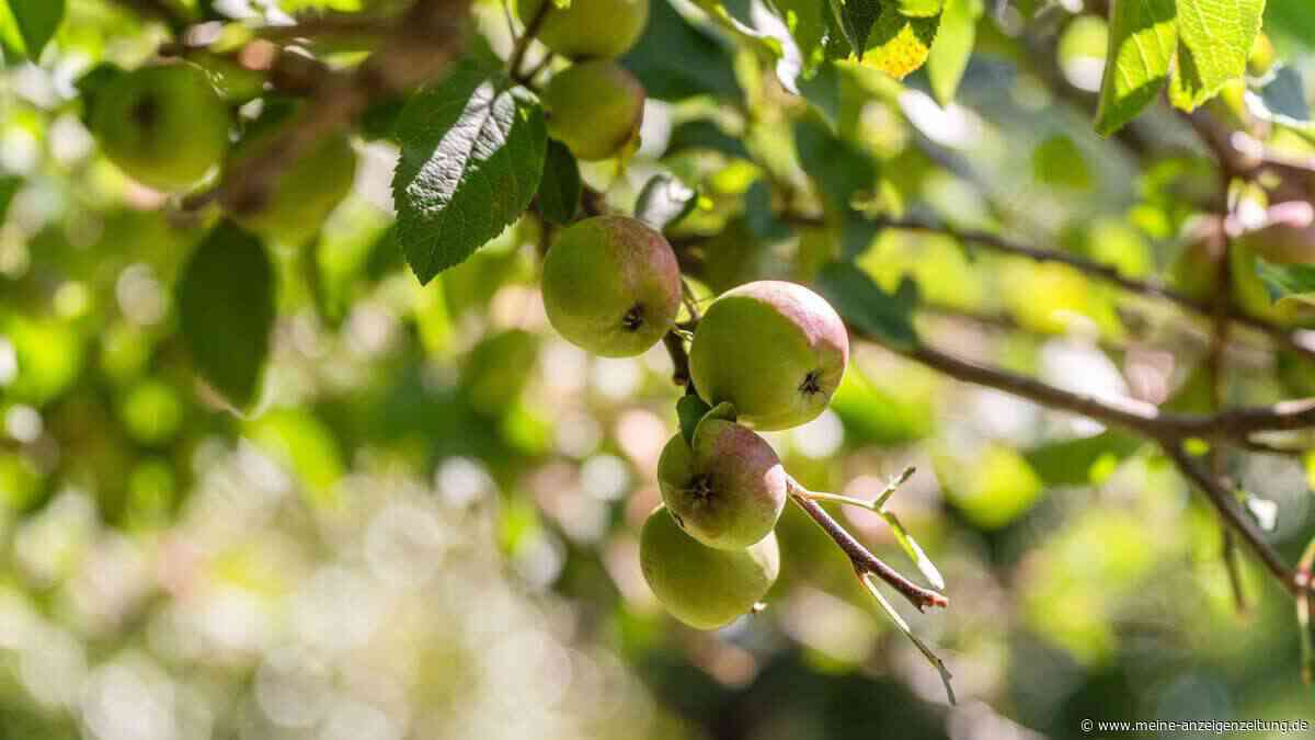 Obstbäume jetzt noch schnell ausdünnen: So ernten Sie weniger Früchte – aber deutlich bessere