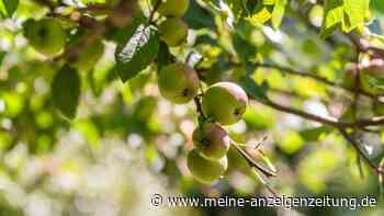 Obstbäume jetzt noch schnell ausdünnen: So ernten Sie weniger Früchte – aber deutlich bessere