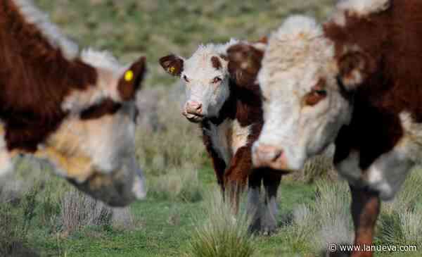 “En ganadería el secreto es producir con el pasto que tenemos”