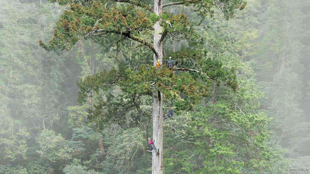 Nach jahrelanger Suche: Der höchste Baum Ostasiens ist gefunden