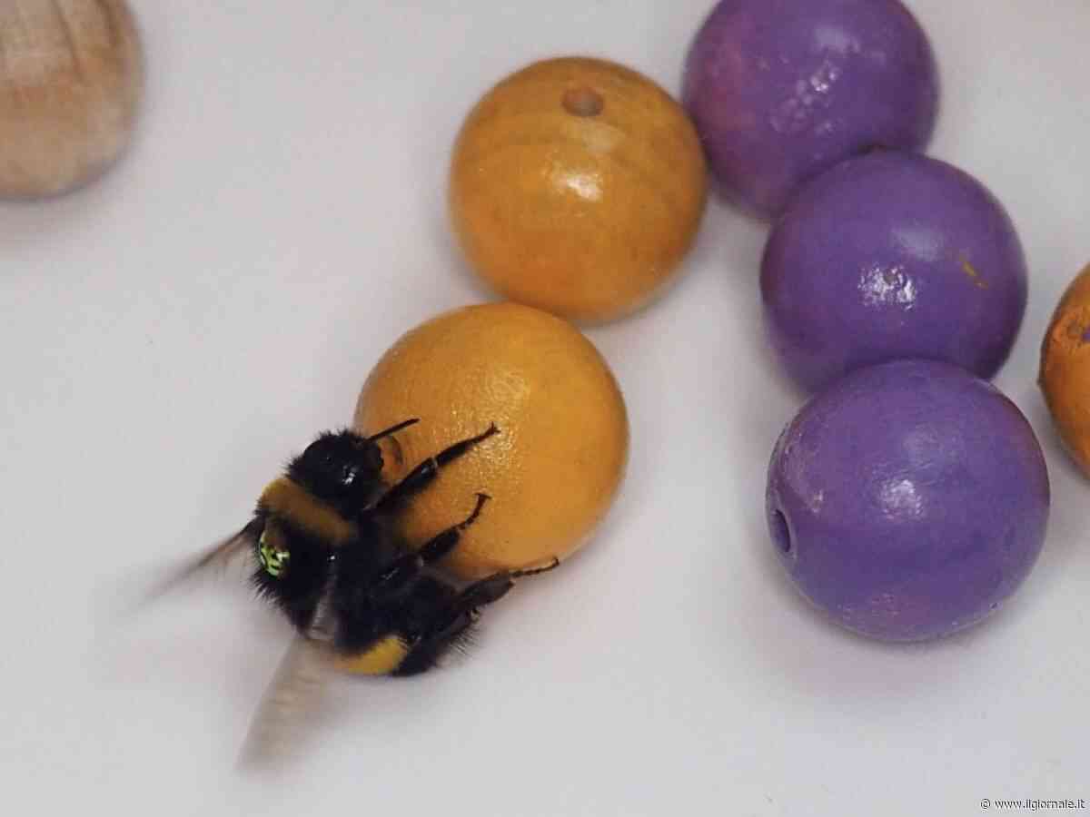 Anche i bombi usano strumenti come noi: lo rivela un nuovo studio su Science