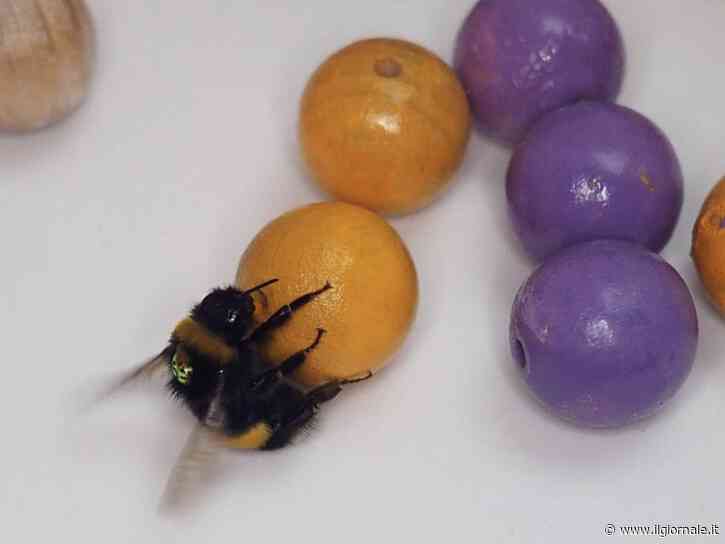 Anche i bombi usano strumenti come noi: lo rivela un nuovo studio su Science