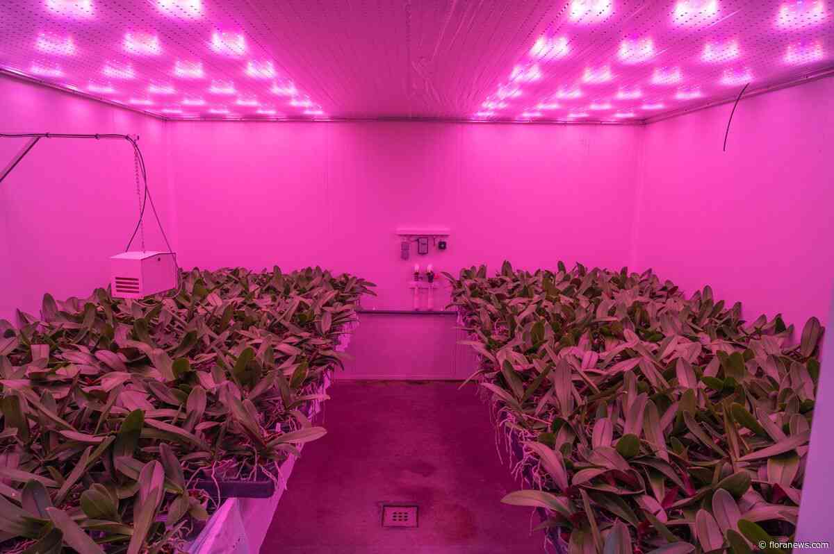 Anthura onderzoekt volgende fase richting daglichtloze teelt