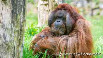 Orang-oetan Kevin (43) uit Apenheul overleden