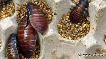 Over 100,000 illegal cockroaches confiscated in Australia bug bust