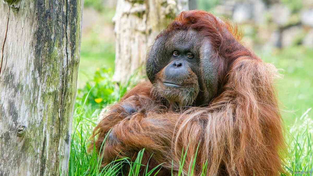 Apenheul euthanaseert oude orang-oetan Kevin: 'Maar sperma is veiliggesteld'