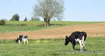 Heat stress warning for autumn-born calves
