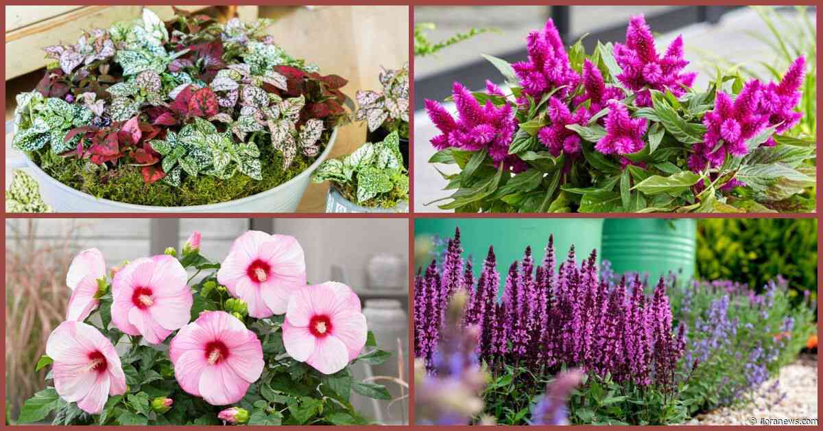 FlowerTrials 2026: locatiewijzigingen en praktische informatie