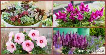FlowerTrials 2026: locatiewijzigingen en praktische informatie