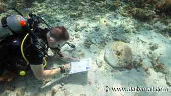 The REAL Pirates of the Caribbean: Scientists discover three shipwrecks with 'all the signs of pirate mischief' off the coast of the Bahamas