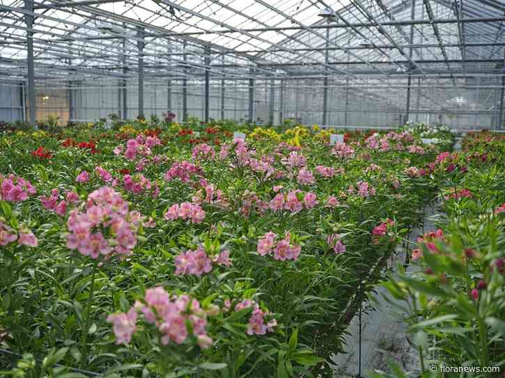 Royal Van Zanten brengt tijdens FlowerTrials 2026 twee werelden samen op één locatie