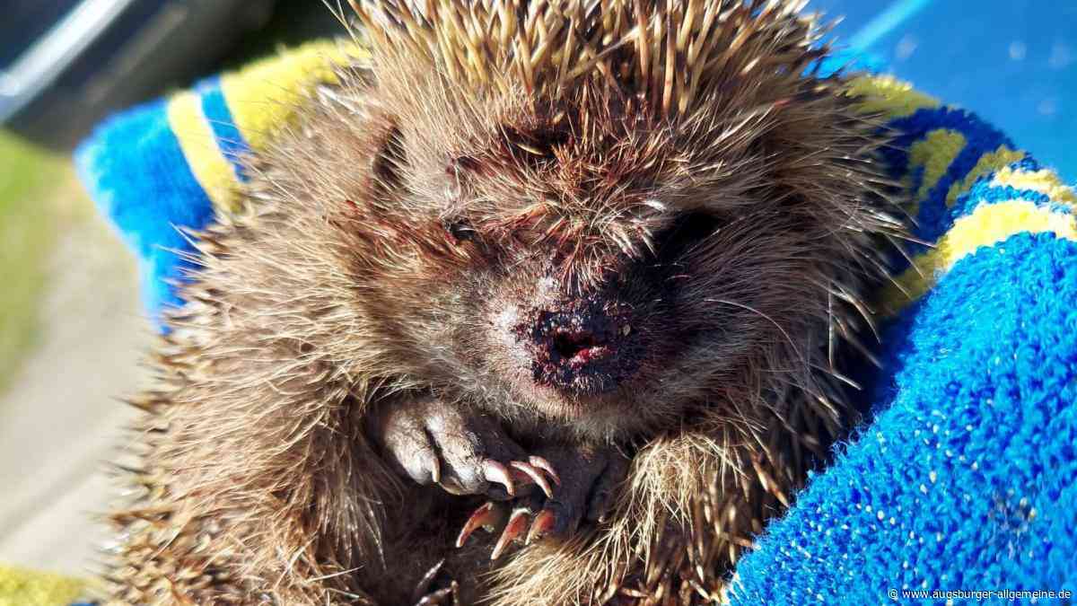 Mähverbot zum Schutz der Igel? Weißenhorn setzt auf Appelle und tüftelt an einer Verordnung